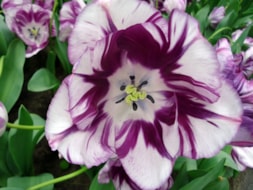 Keukenhof (44)